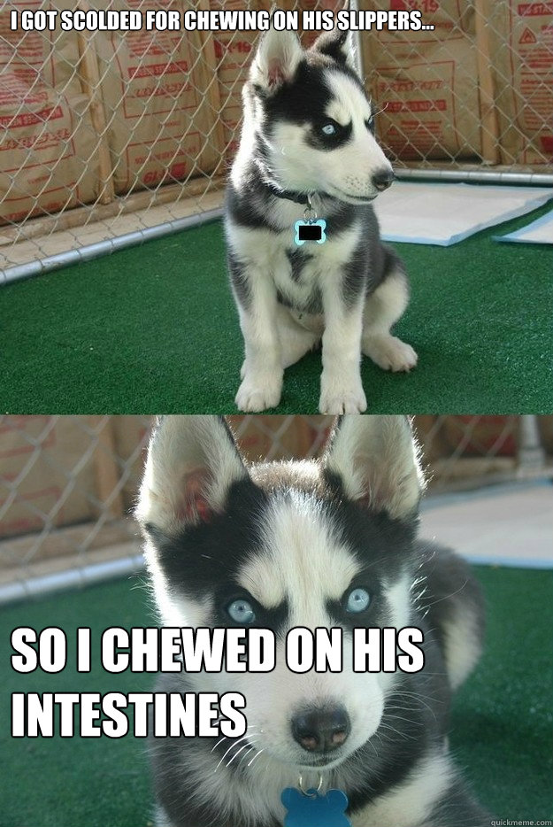 I got scolded for chewing on his slippers... So I chewed on his intestines  Insanity puppy