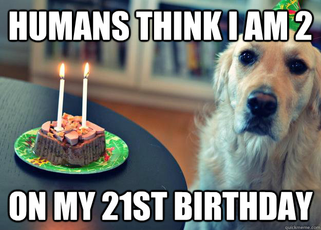 Humans think I am 2 on my 21st birthday - Humans think I am 2 on my 21st birthday  Sad Birthday Dog