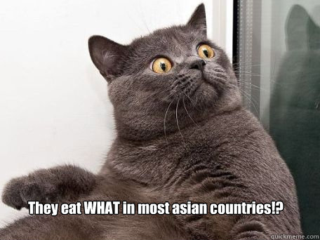  They eat WHAT in most asian countries!? -  They eat WHAT in most asian countries!?  conspiracy cat