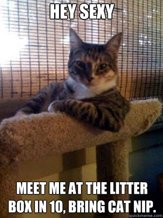 Hey sexy Meet me at the litter box in 10, bring cat nip.  The Most Interesting Cat in the World