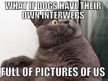 Internet Catspiracy - WHAT IF DOGS HAVE THEIR OWN INTERWEBS  FULL OF PICTURES OF US conspiracy cat