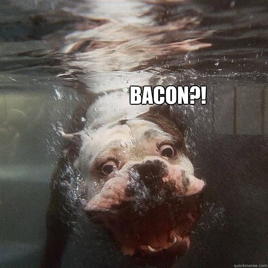 Bacon?! - Bacon?!  Water dog wants bacon