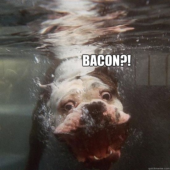 Dog wanting bacon hotsell