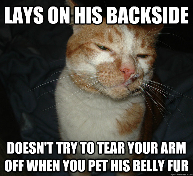 Lays on his backside doesn't try to tear your arm off when you pet his belly fur  Cool Cat Craig