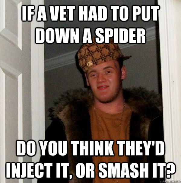 If a vet had to put down a spider do you think they'd inject it, or smash it?  - If a vet had to put down a spider do you think they'd inject it, or smash it?   Scumbag 10 Guy Steve