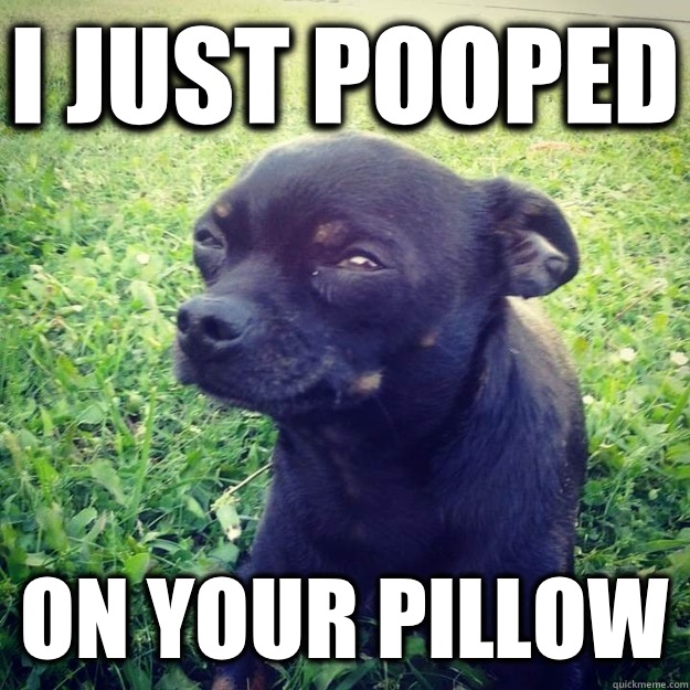 I just pooped On your pillow  Skeptical Dog