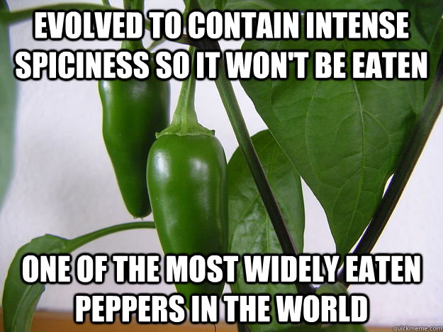 Evolved to contain intense spiciness so it won't be eaten  One of the most widely eaten peppers in the world  - Evolved to contain intense spiciness so it won't be eaten  One of the most widely eaten peppers in the world   Bad Luck Jalepeno