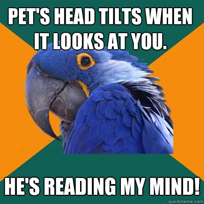 pet's head tilts when it looks at you. he's reading my mind!  Paranoid Parrot