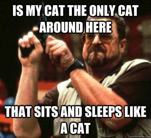 Is my cat the only cat around here that sits and sleeps like a cat  Am I The Only One Around Here