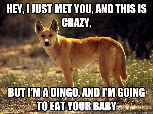 Hey, I just met you, And this is crazy, But I'm a dingo, and I'm going to eat your baby - Hey, I just met you, And this is crazy, But I'm a dingo, and I'm going to eat your baby  Misc