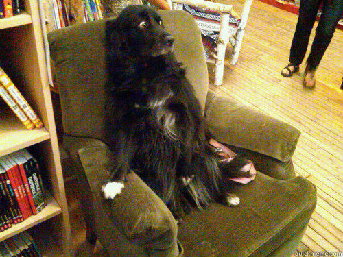    scared dog