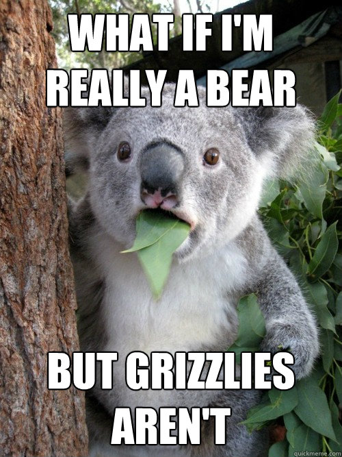 what if i'm really a bear but grizzlies aren't - what if i'm really a bear but grizzlies aren't  Surprised Koala