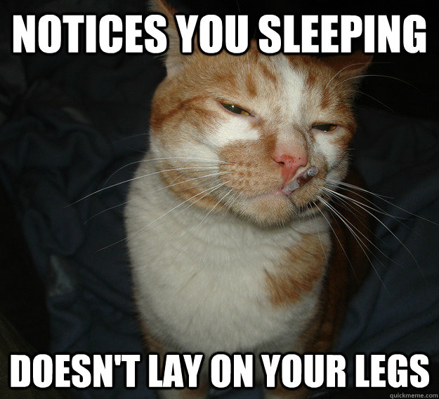 Notices you sleeping Doesn't lay on your legs  Cool Cat Craig