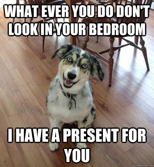 What ever you do don't look in your bedroom i have a present for you  Overly Attached Dog
