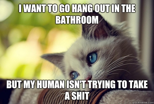 I want to go hang out in the bathroom But my human isn't trying to take a shit  First World Problems Cat