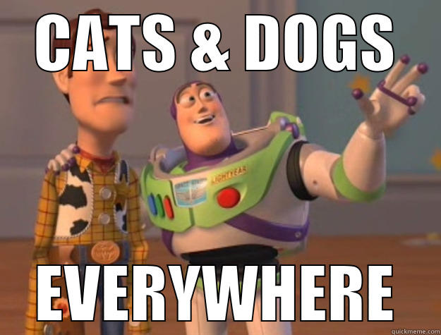 The Internet colonized by Cats & Dogs - CATS & DOGS EVERYWHERE Toy Story