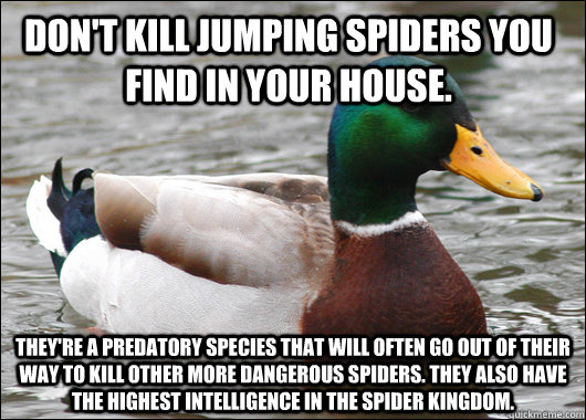 Don't kill jumping spiders you find in your house. They're a predatory species that will often go out of their way to kill other more dangerous spiders. They also have the highest intelligence in the spider kingdom.  - Don't kill jumping spiders you find in your house. They're a predatory species that will often go out of their way to kill other more dangerous spiders. They also have the highest intelligence in the spider kingdom.   Actual Advice Mallard