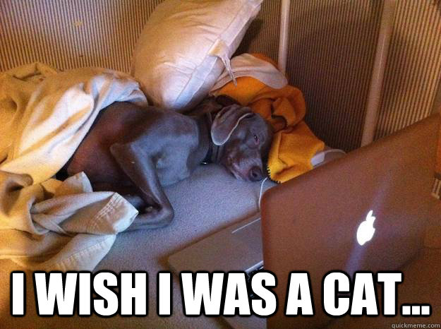  i WIsh i was a cat...  Redditors Dog