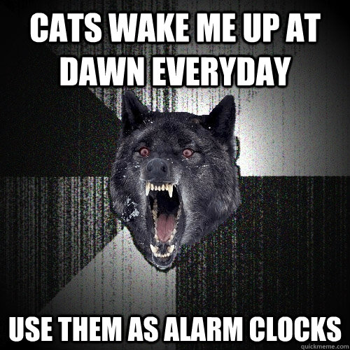 cats wake me up at dawn everyday  use them as alarm clocks - cats wake me up at dawn everyday  use them as alarm clocks  Insanity Wolf