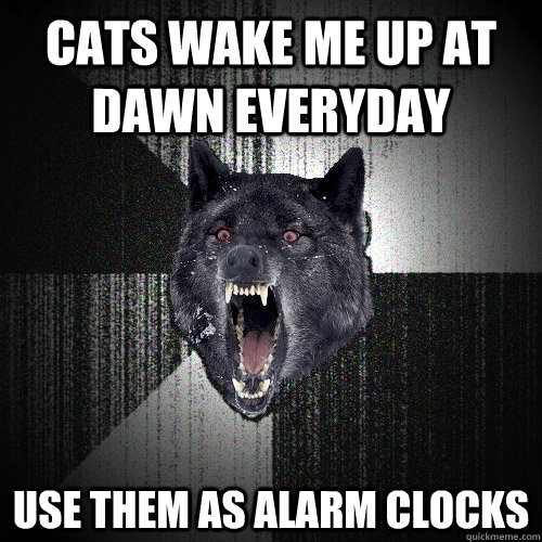 cats wake me up at dawn everyday  use them as alarm clocks  Insanity Wolf
