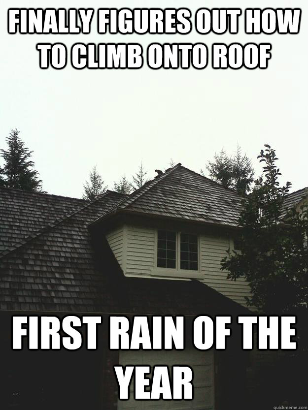 Finally figures out how to climb onto roof First rain of the year - Finally figures out how to climb onto roof First rain of the year  Bad luck kitty