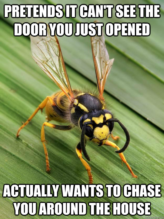 Pretends it can't see the door you just opened Actually wants to chase you around the house - Pretends it can't see the door you just opened Actually wants to chase you around the house  Scumbag Wasp