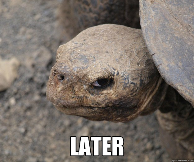  LATER  Insanity Tortoise