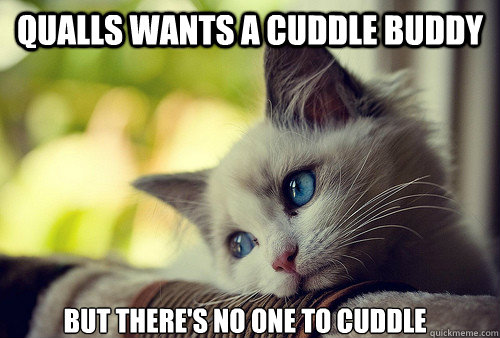 Qualls wants a cuddle buddy but there's no one to cuddle - Qualls wants a cuddle buddy but there's no one to cuddle  First World Cat Problems
