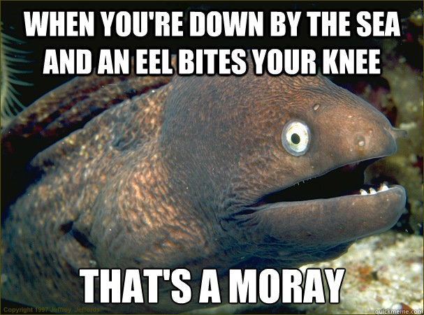When you're down by the sea and an eel bites your knee that's a moray - When you're down by the sea and an eel bites your knee that's a moray  Bad Joke Eel