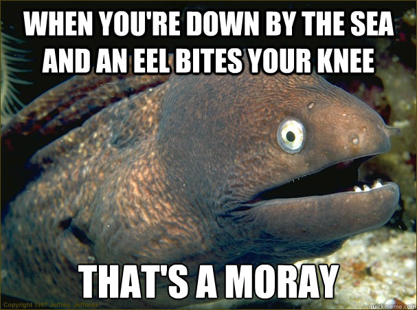 When you're down by the sea and an eel bites your knee that's a moray  Bad Joke Eel