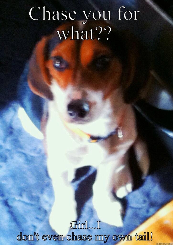 CHASE YOU FOR WHAT?? GIRL...I DON'T EVEN CHASE MY OWN TAIL! Misc