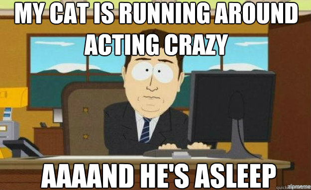 My cat is running around acting crazy AAAAND he's asleep  aaaand its gone