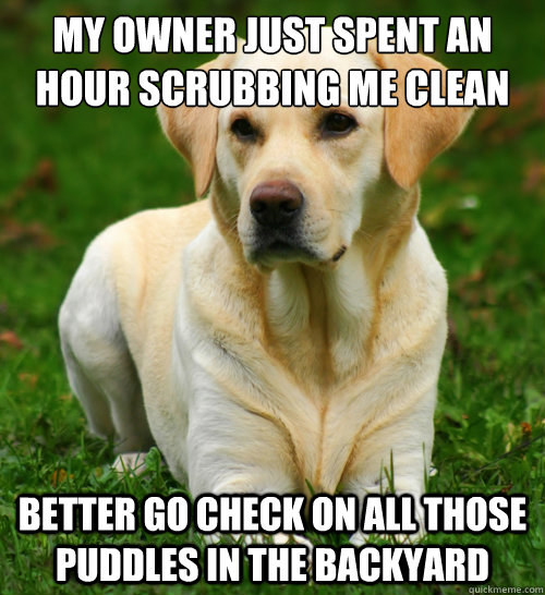 My owner just spent an hour scrubbing me clean Better go check on all those puddles in the backyard  Dog Logic