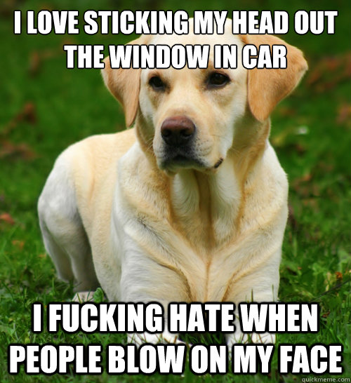 I love sticking my head out the window in car i fucking hate when people blow on my face  Dog Logic