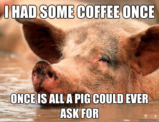 i had some coffee once once is all a pig could ever ask for  Stoner Pig