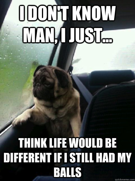 I don't know man, I just... think life would be different if I still had my balls  Introspective Pug