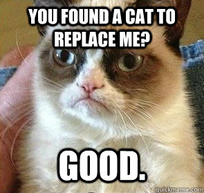 You found a cat to replace me? Good.  Grumpy Cat on Reposts