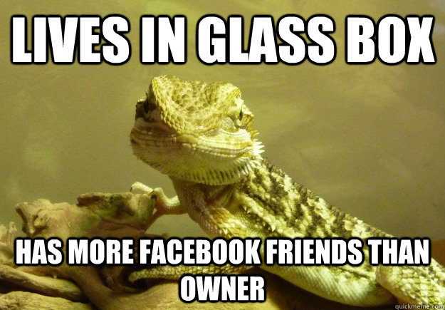 lives in glass box has more facebook friends than owner - lives in glass box has more facebook friends than owner  genocide lizard