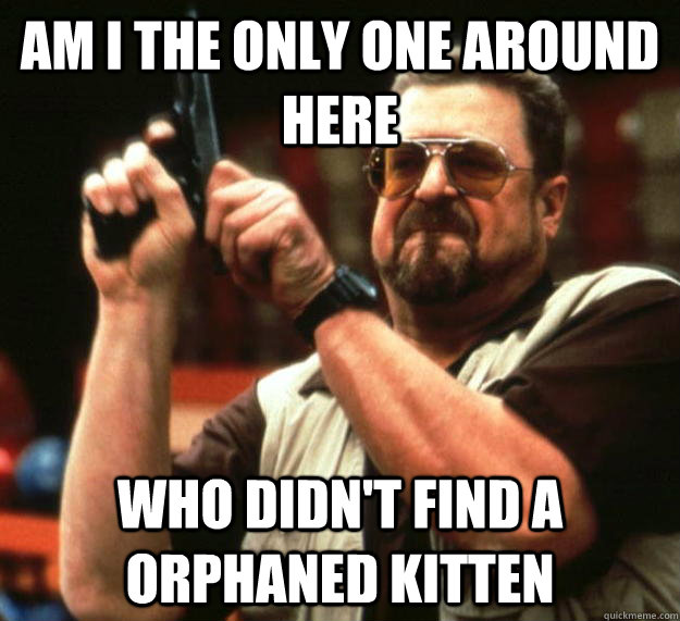 am I the only one around here who didn't find a orphaned kitten  Angry Walter