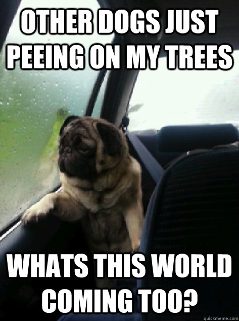 other dogs just peeing on my trees whats this world coming too?  Introspective Pug