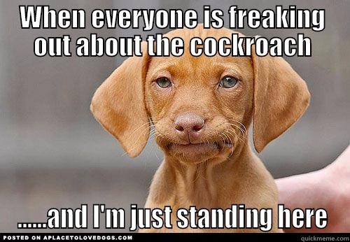 WHEN EVERYONE IS FREAKING OUT ABOUT THE COCKROACH ......AND I'M JUST STANDING HERE Misc