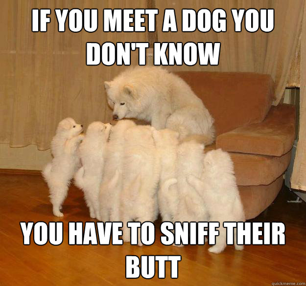 If you meet a dog you don't know You Have to SNiff their butt  - If you meet a dog you don't know You Have to SNiff their butt   Misc