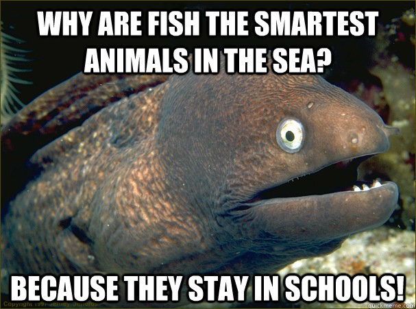 Why are fish the smartest animals in the sea? Because they stay in schools! - Why are fish the smartest animals in the sea? Because they stay in schools!  Bad Joke Eel