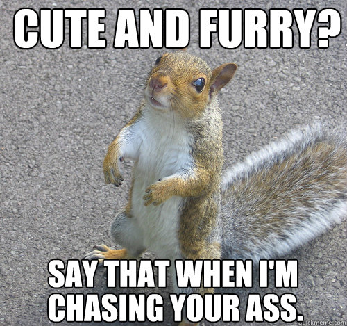 cute and furry? say that when i'm  chasing your ass.  crazy squirrel