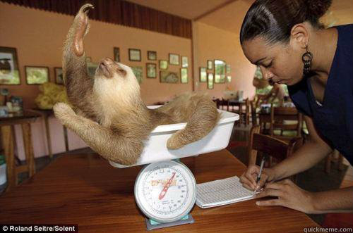    Dramatic Sloth
