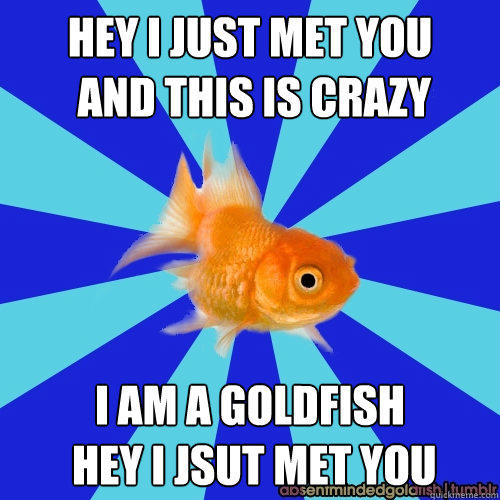 Hey I just met you
 and this is crazy  i am a goldfish
 hey i jsut met you  Absentminded Goldfish