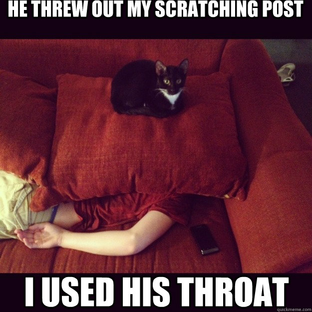 He threw out my scratching post  I used his throat   jealous cat