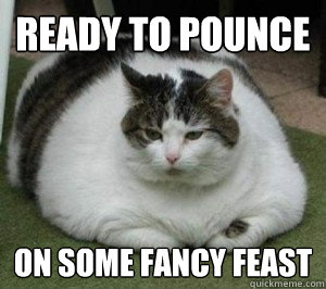 Ready to pounce on some fancy feast - Ready to pounce on some fancy feast  Fat Cat