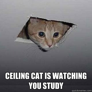  Ceiling cat is watching you study  Ceiling Cat