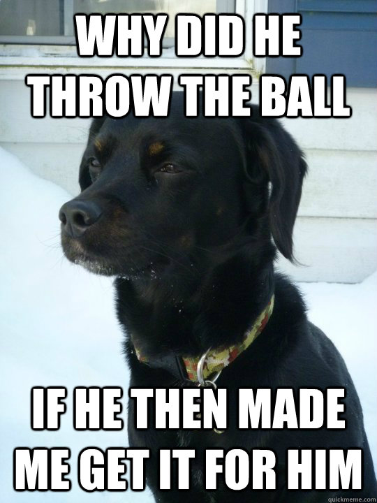why did he throw the ball if he then made me get it for him - why did he throw the ball if he then made me get it for him  Philosophical Puppy